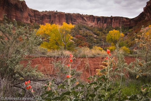 Orange globemallow flowers in Clover Canyon, Arches National Park, Utah