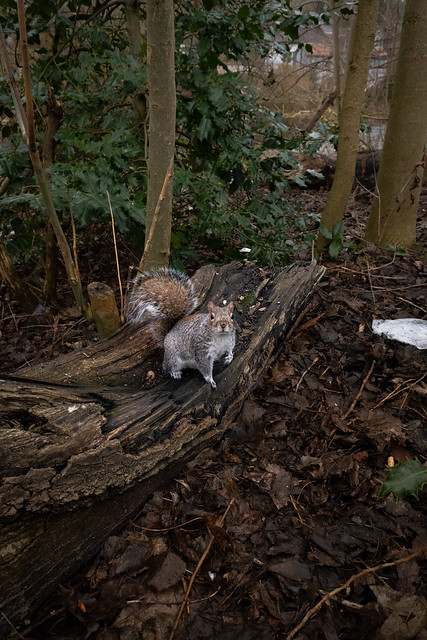 Fat Kelvingrove Squirrel. Shot No.3. Glasgow. Scotland. 16/02/2023.