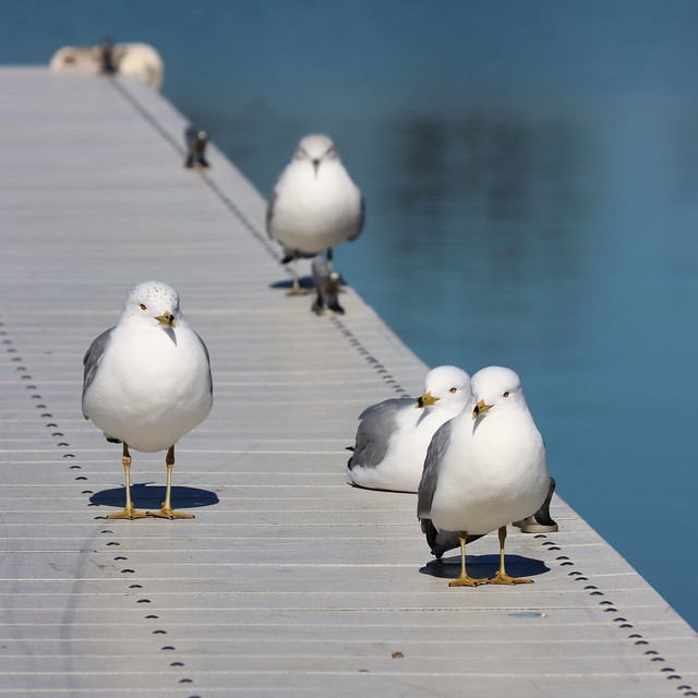 Seagulls