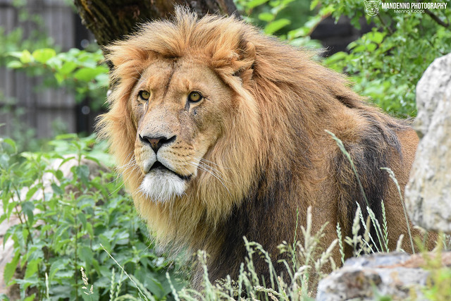 African lion - Zoo Duisburg