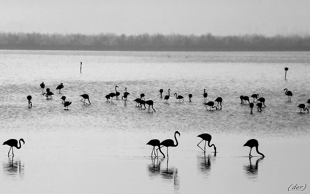 Flamingos in B&W