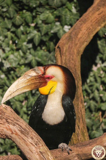 Furchenhornvogel (Rhyticeros undulatus)