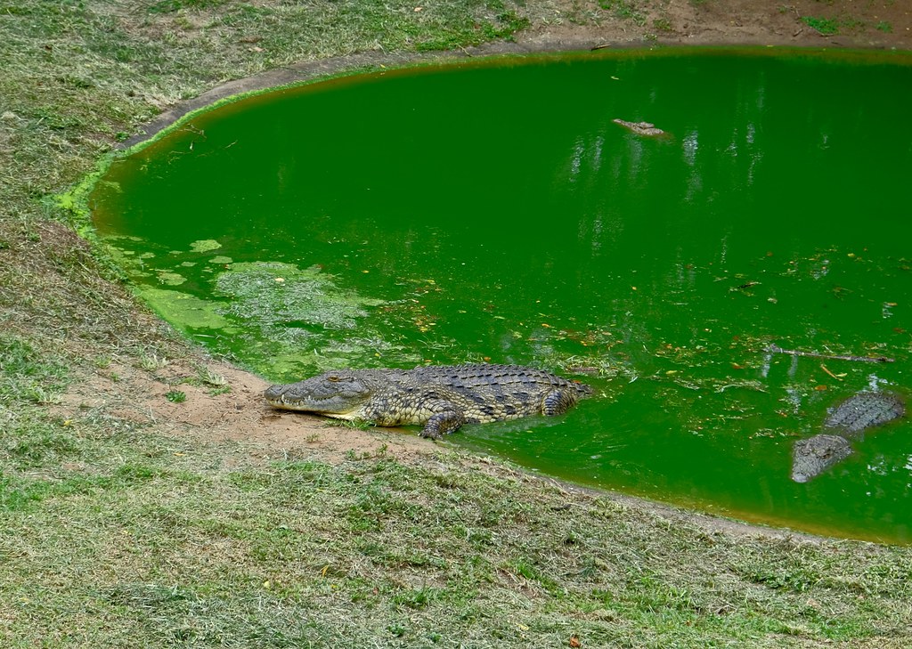 Африканские каникулы. ЮАР 2023. Крокодил-дил-дил, который никуда не плывёт. DSCF0165