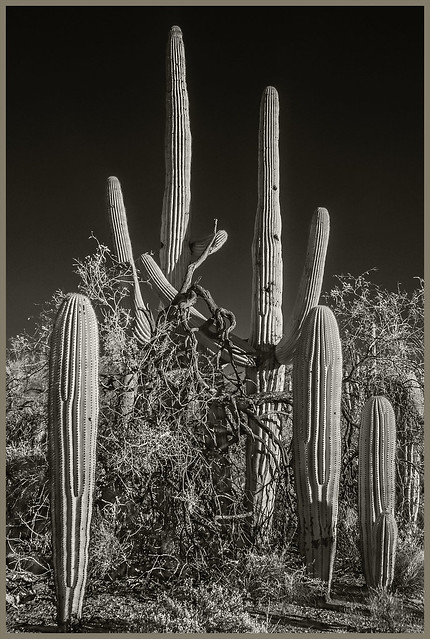 Cacti IR #5 2023; War of the Plants