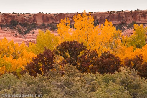 Colorful trees in Clover Canyon, Arches National Park, Utah