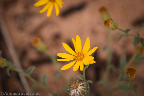 Wildflowers in Salt Wash, Arches National Park, Utah