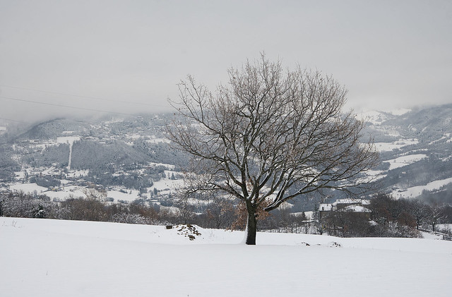 L'albero e la neve