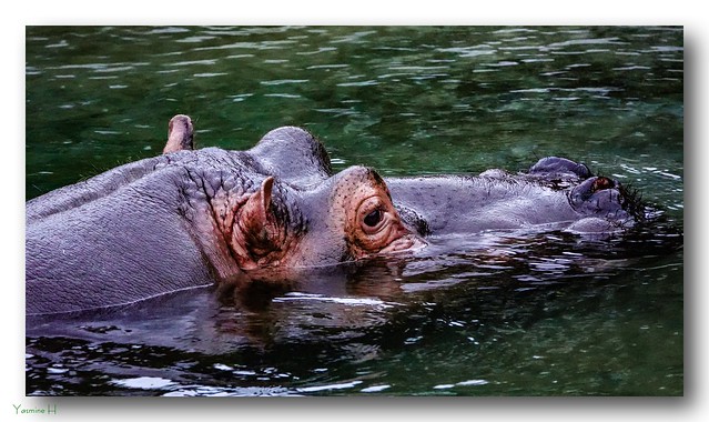 11782 - hippopotame