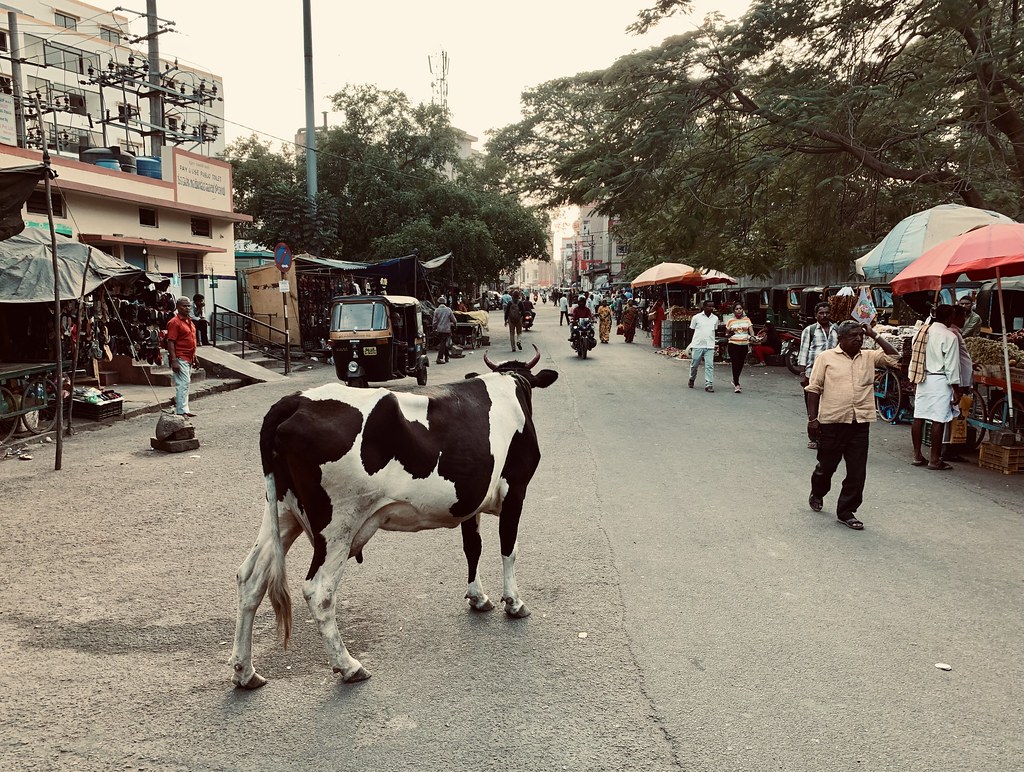 Cow in the street (Mysore, Karnataka, India 2023)