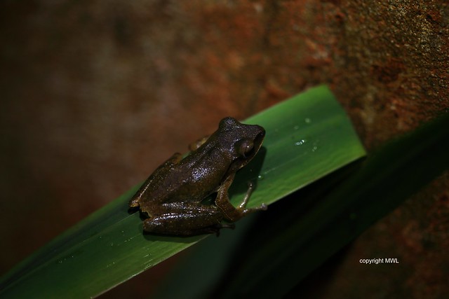Northern Thai frog