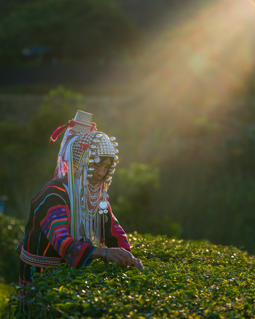 Late Afternoon Rays Highlight an Akha Hill tribe Woman Harvesting Tea Leaves