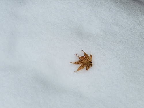 Japanese maple leaf on snow