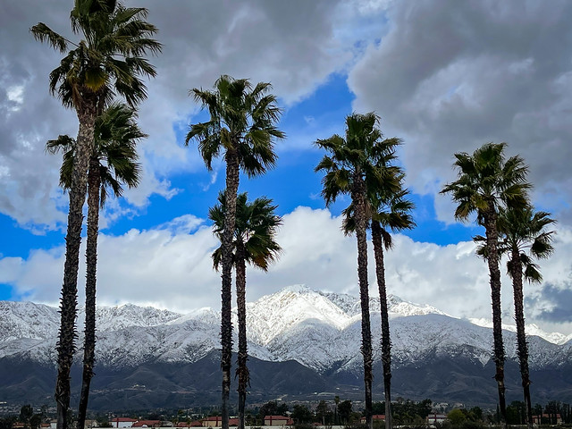 Rancho Cucamonga [Central Park]::Snowy Mountains and Palm Trees