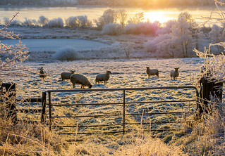 Sheep in a frosty field, Lochwinnoch, Renfrewshire, Scotland, UK
