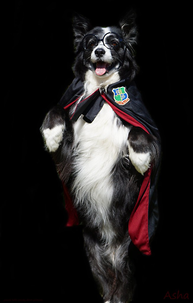 Hairy Pawter out for a spell for world book day