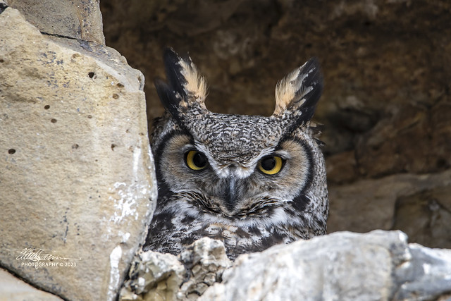 DSC_6793 Great Horned Owl watchful eyes