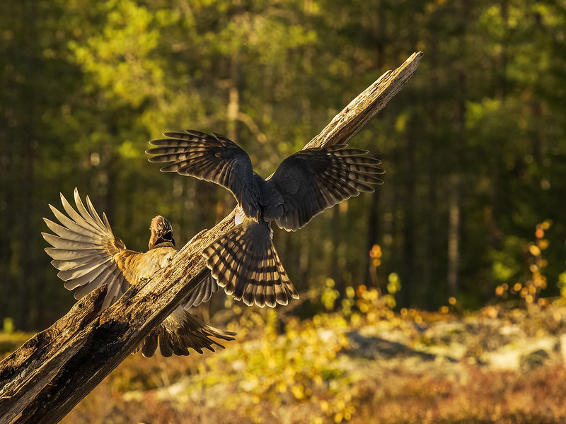 Sparrow Hawk and Eurasian Jay / Varpushaukka ja närhi