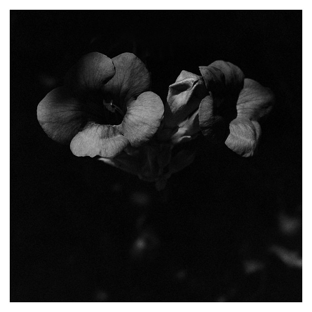 Dark flowers - I shot film