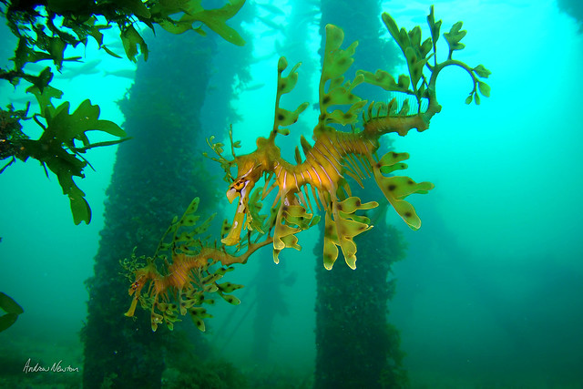 Leafy Seadragons at Rapid Bay