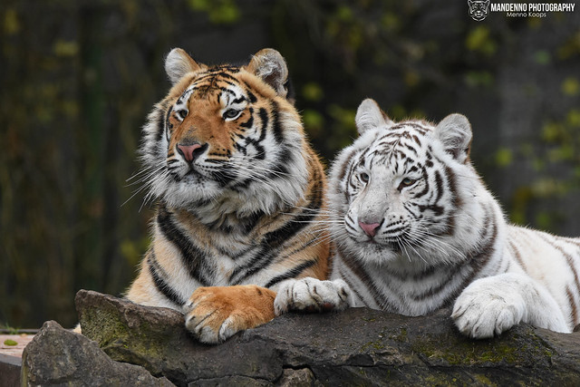 Bengal tigers - Pakawipark
