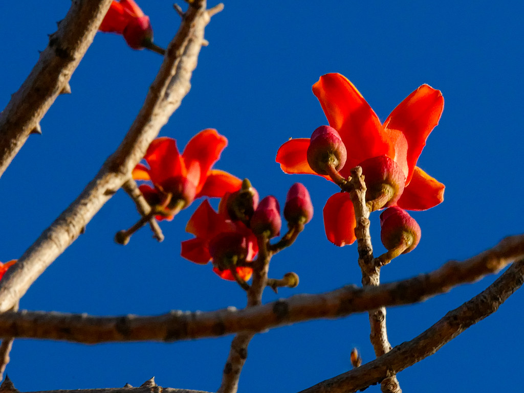 Kapokbaumblüten