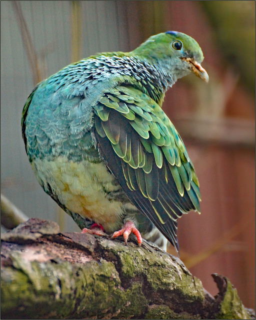 Female Superb Fruit-dove