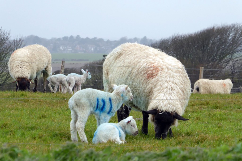 Springtime is Lambing Time