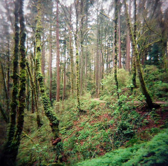 in the forest, holga style: part three