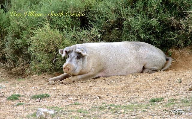 MADAM  SOW at REST in VICO VILLAGE, SOUTH CORSICA, FRANCE