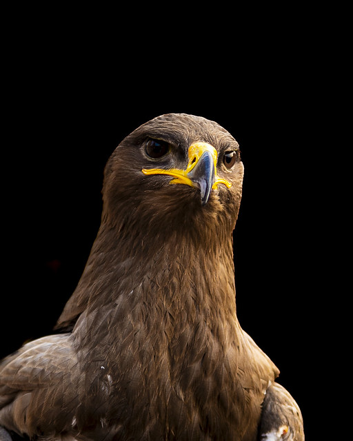Portrait of the Steppe Eagle