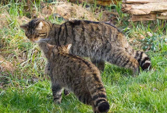 Pair of Scottish wild cats..Felis silvestris silvestris