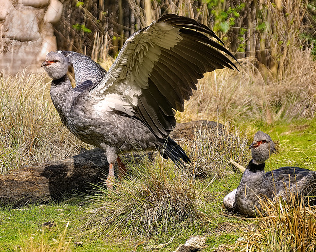 Southern Crested Screamers