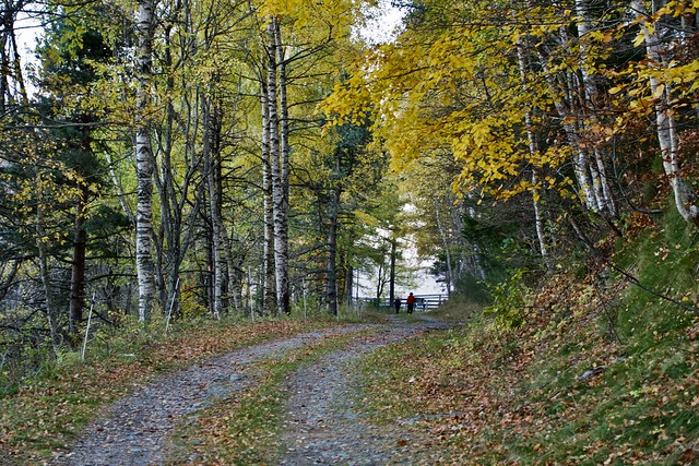Forêt Domaniale du Haut Vallespir, Occitanie.