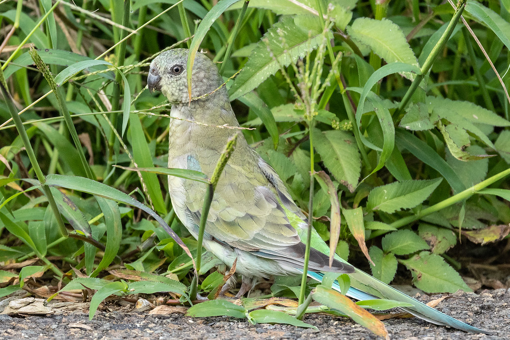 Red-rumped Parrot 240 6936