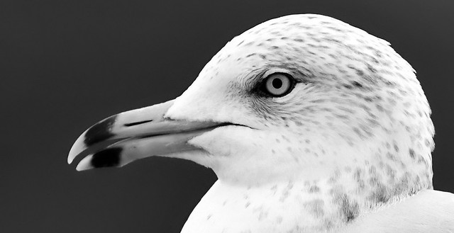 The Eye of the Seagull - cropped