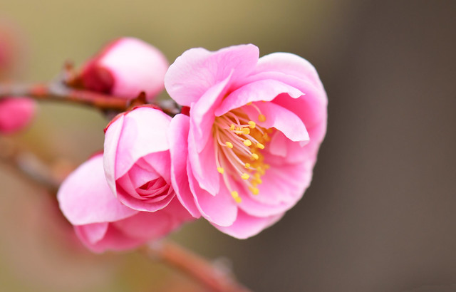 Pink ume flowers going to open (Explored March 29, 2023)