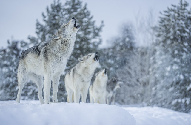 Beautiful Howling Wolves! Gray Wolves West Yellowstone Montana Winter Snow Wolfpack Sony A1 ILCE-1 Fine Art Wolf Apex Predator Photography! Canis Lupus Sony Alpha 1 & Sony FE Telephoto Zoom 70-200mm f/2.8 GM OSS E-Mount Lens SEL70200G Elliot McGucken