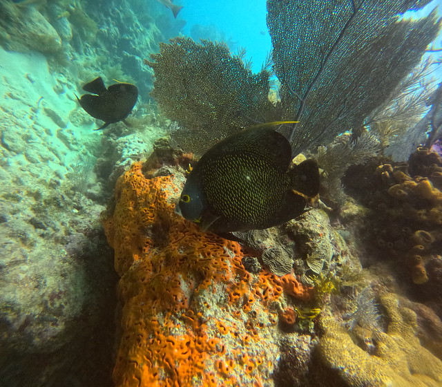 2023 March 10 PM PADI Diver Training Molasses Reef