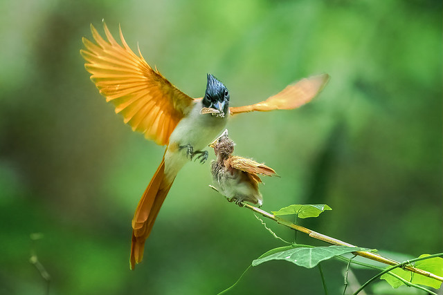 ASIAN PARADISE FLYCATCHER/Indian paradise flycatcher