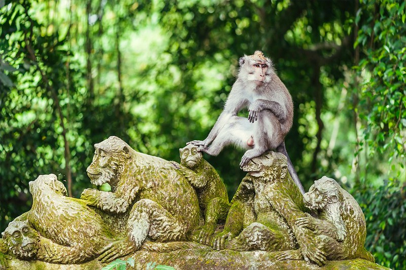 Monkey Forest Ubud - Indonesia - Foro Sudeste Asiático