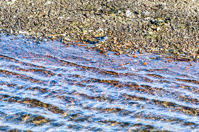 Wagtail on a river beach, Atcham