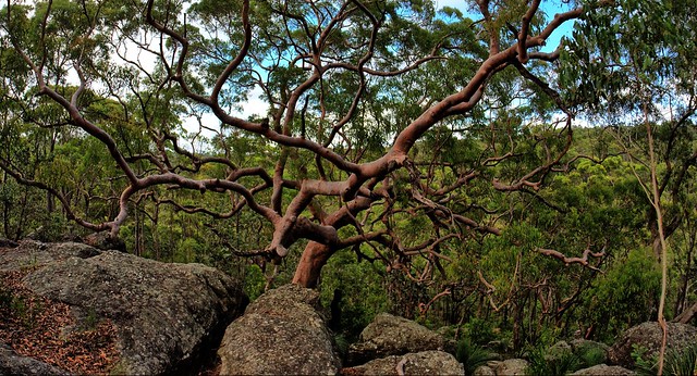 Rocks And Gnarled Tree. Web Sized. HDR V2