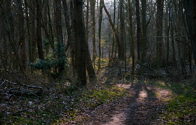 Walking in a forest
