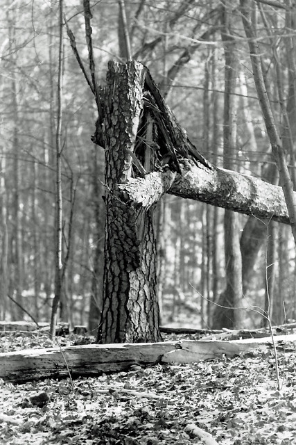 Berlin Grunewald Sturmschaden 9.2.2023