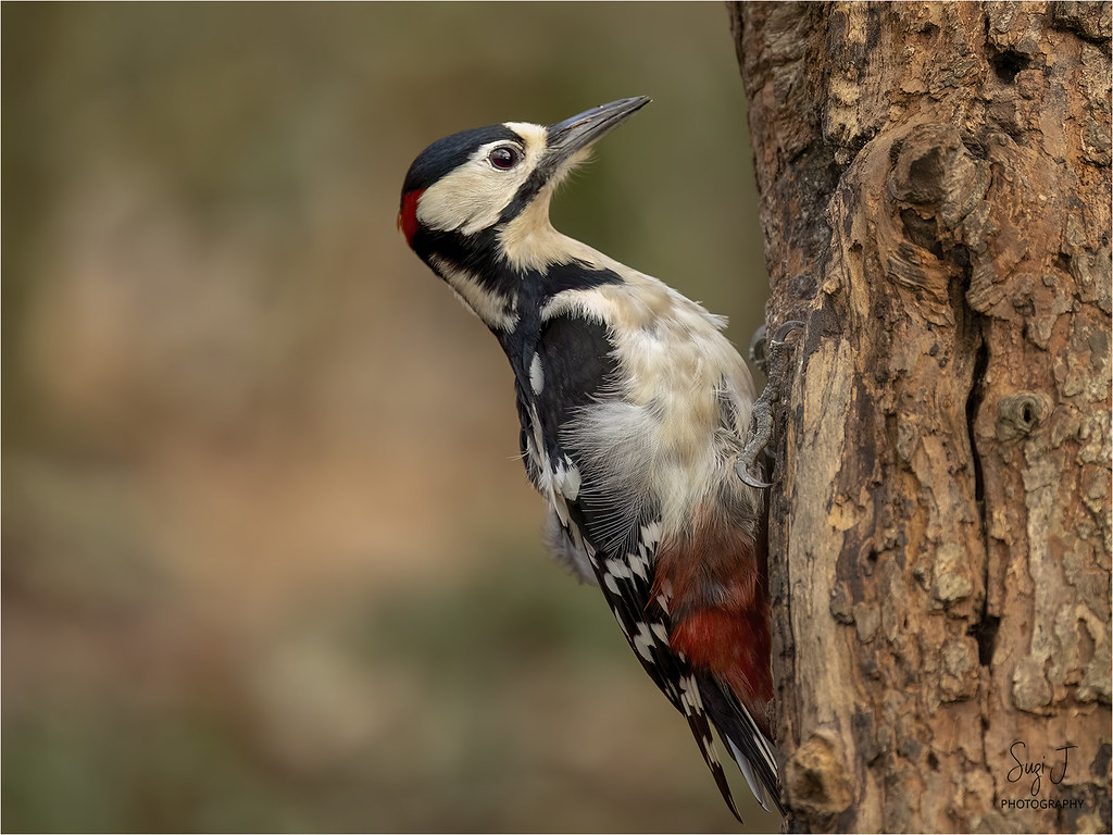Great Spotted Woodpecker (SUZ_8728)