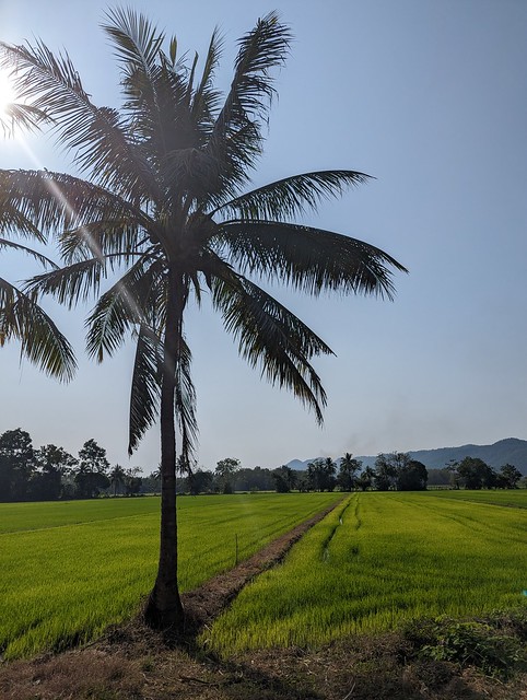 Rice Field Coconut Tree Countryside Sukothai Province Northern Thailand Southeast-Asia (c) Reisfeld Kokosnusspalme Ländliches Nord-Thaiand Asien (c)