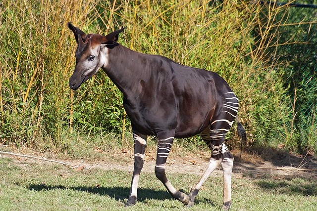 Weird and Wonderful Animals 037 - Okapi