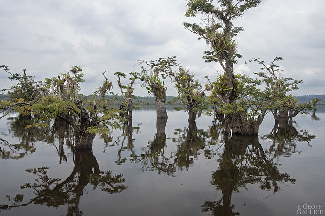 Flooded forest at Laguna Canangueno