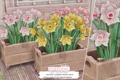 Ariskea . Daffodils . Saturday Sale