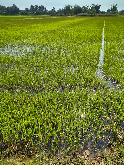 Rice Field Countryside Sukothai Province Northern Thailand Southeast-Asia (c) Reisfeld Ländliches Nord-Thaiand Asien (c)